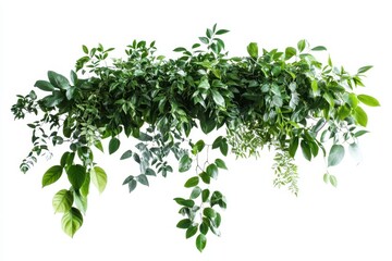 Lush green foliage arrangement isolated on white background. (3)