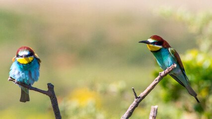 Two european bee-eater perched on a twig, close up. birds of paradise, rainbow colors
