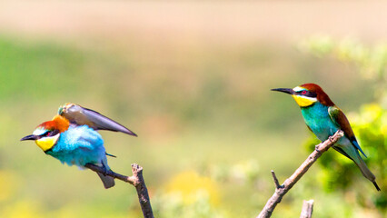 Two european bee-eater perched on a twig, close up. birds of paradise, rainbow colors
