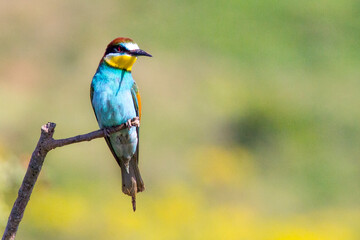 European bee-eater ( Merops apiaster ) is sitting on a twig. close up. birds of paradise, rainbow colors
