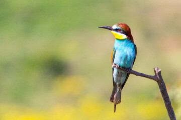 European bee-eater ( Merops apiaster ) is sitting on a twig. close up. birds of paradise, rainbow colors high quality resulation puzzle walpaper
