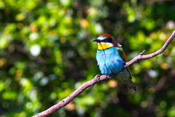 European bee-eater ( Merops apiaster ) is sitting on a twig. close up. birds of paradise, rainbow colors
