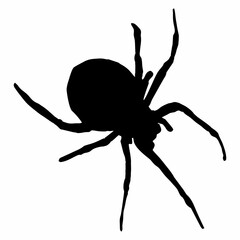 BLACK SILHOUETTE OF SPIDER INSECT
