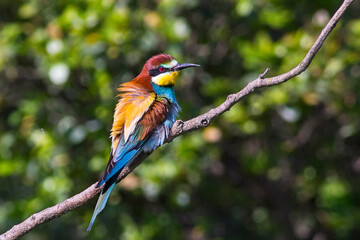 European bee-eater ( Merops apiaster ) is sitting on a twig. close up. birds of paradise, rainbow colors
