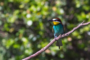 European bee-eater ( Merops apiaster ) is sitting on a twig. close up. birds of paradise, rainbow colors

