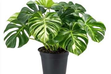 Obraz premium Lush variegated Monstera deliciosa in a black pot, isolated on white.