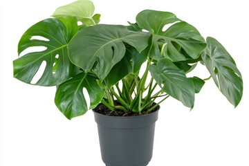 Lush green Monstera deliciosa plant in a dark gray pot, isolated on white. (4)