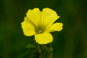 Bright yellow flower blooms amidst lush greenery in a serene natural setting