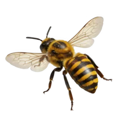 Fototapete Bees pollinating flowers garden wildlife photography natural habitat close-up importance of bees in ecosystem © night