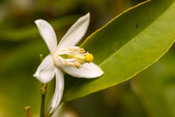 Delicate white flower blossoms amidst lush green leaves in tranquil nature