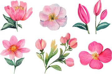 pink and white tulips