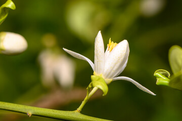 Fototapeta premium Delicate white flower blooms amidst lush green foliage in a serene garden setting