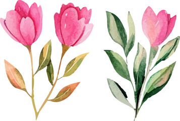 set of pink tulips