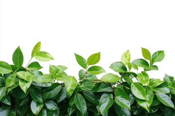 Lush green foliage with vibrant leaves isolated on white background.