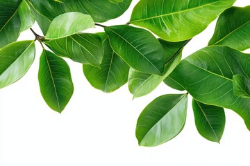 Lush green leaves branch isolated on white background. (2)
