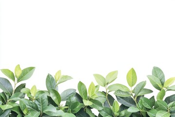 Obraz premium Lush green foliage border isolated on white background. (8)