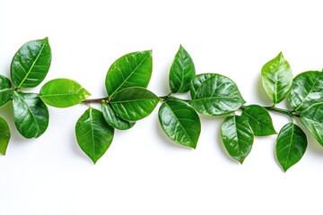 Obraz premium Lush green vine with vibrant leaves arranged on white background.