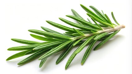 Fototapeta premium Aromatic Rosemary Leaf on White Background, nature photography