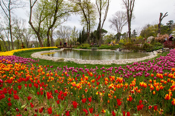 Obraz premium Tulip Festival in Emirgan Park, a historical urban park located in the Sariyer district of Istanbul, Turkey. Views Colorful tulips of the Emirgan Park. 