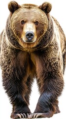 Fototapeta premium A realistic depiction of a standing brown bear in a natural pose.