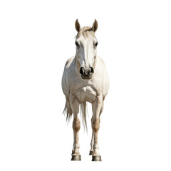 Fototapeta premium Front view of a grey horse with a speckled coat, standing gracefully. The horse is isolated on a transparent background, showcasing its symmetrical build and serene expression, ideal for farm