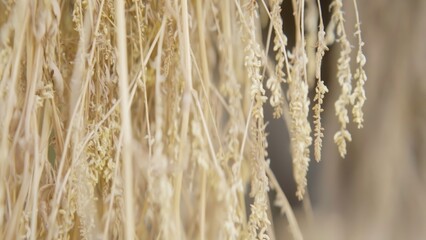 Fototapeta premium Dried Grain Close Up A Detailed Look at the Natural Harvest Texture in Agriculture Today. Action