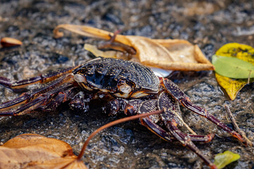 close up of a'ama crab shell 