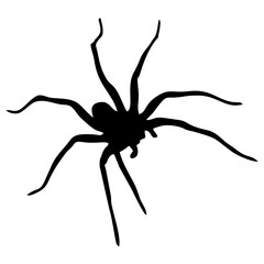 BLACK SILHOUETTE OF SPIDER INSECT
