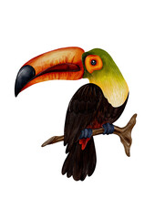 toucan bird on a branch