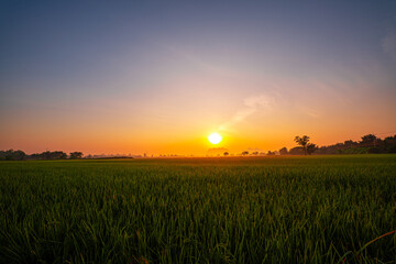 A peaceful rice field with lush green stalks under a dramatic evening sky, set against the backdrop of silhouetted hills. The scattered soft sunlight create a serene and picturesque rural landscape.