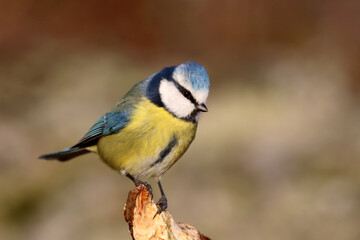 Fototapeta premium Blue tit