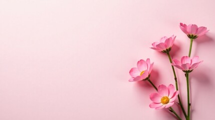 Fototapeta premium Delicate Pink Blossoms on a Soft Pastel Background, a Peaceful Floral Arrangement for Design Inspiration