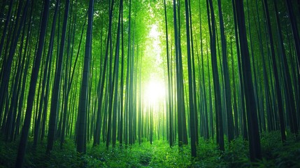 Lush Green Bamboo Forest with Sunlight Streaming Through Tall Trees in a Tranquil Setting