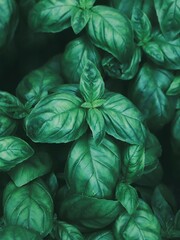 Obraz premium Fresh basil leaves. Top views. Natural background. Selective focus.