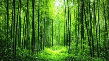 Fototapeta premium Lush Green Bamboo Forest with Tall Trees and Sunlight Filtering Through Leaves