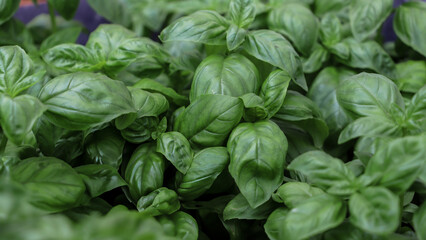 Fresh basil leaves. Top views. Natural background. Selective focus.