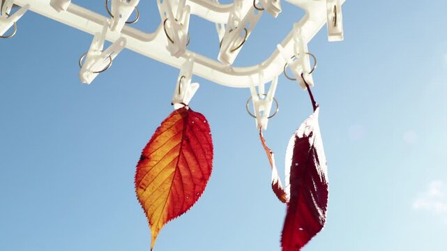 秋の青空と洗濯ばさみに挟んだ美しい紅葉の葉っぱの風景