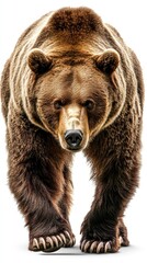 Fototapeta premium A realistic depiction of a bear walking towards the viewer, showcasing its powerful physique.