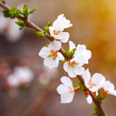 A branch with blooming white spring flowers of Prunus tomentosa