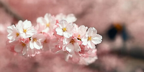 Fototapeta premium Delicate pink blossoms in soft sunlight