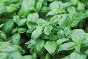 
Close up of fresh green basil growing in vegetable garden. Selective focus.
