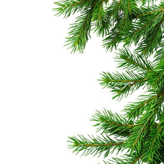 Obraz premium Lush Green Pine Branches with Needle Leaves Isolated on White Background