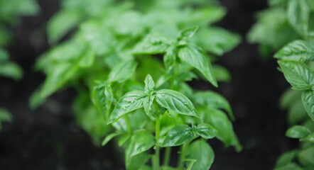 Close up of fresh green basil growing in vegetable garden. Selective focus.
