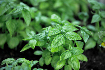 
Close up of fresh green basil growing in vegetable garden. Selective focus.
