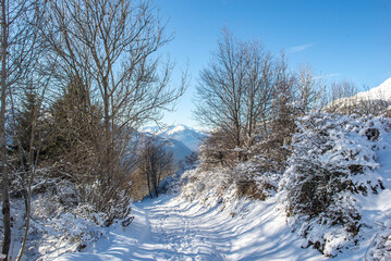 tree-lined snowy path with mountain background in the European alps under blue sky