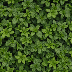 green leaves background
