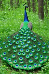 Obraz premium A majestic peacock displaying its vibrant plumage in a lush green forest setting.