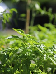 Close up of fresh green basil growing in vegetable garden. Selective focus.

