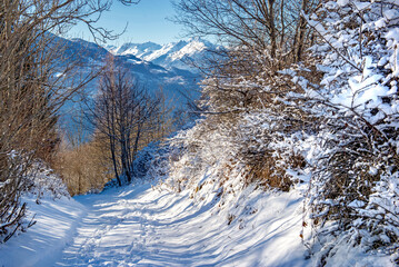 tree-lined snowy path with  mountain background in the European alps under blue sky