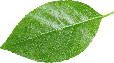 Obraz premium Vibrant green leaf with intricate veining